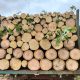 lemn-de-foc-iasi-expert-forest (1)