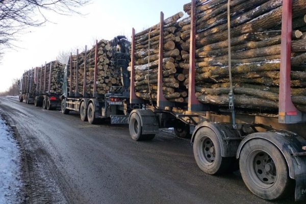 lemn-de-foc-iasi-expert-forest (4)