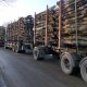 lemn-de-foc-iasi-expert-forest (4)